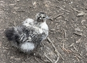 Silkie chicks mixed ages