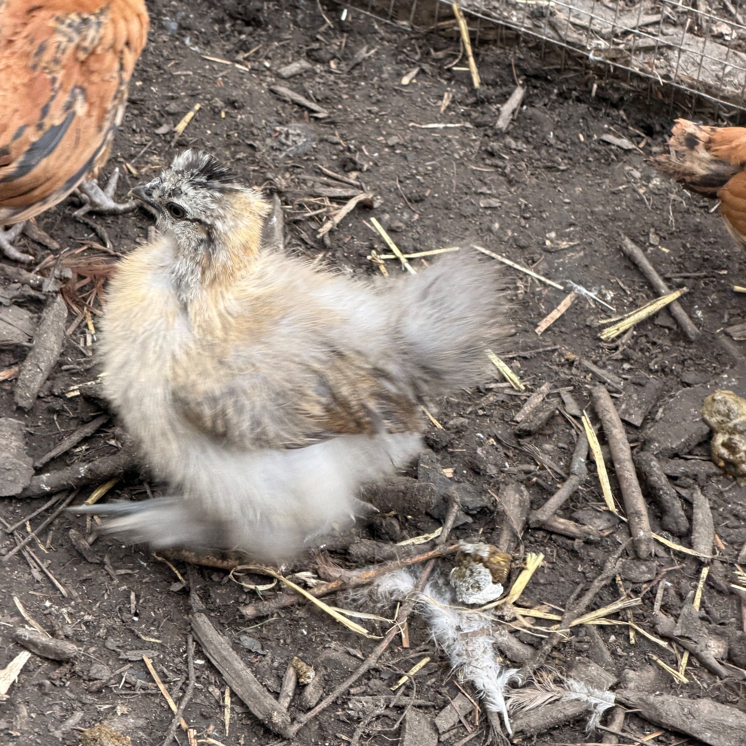  Silkie chicks mixed ages