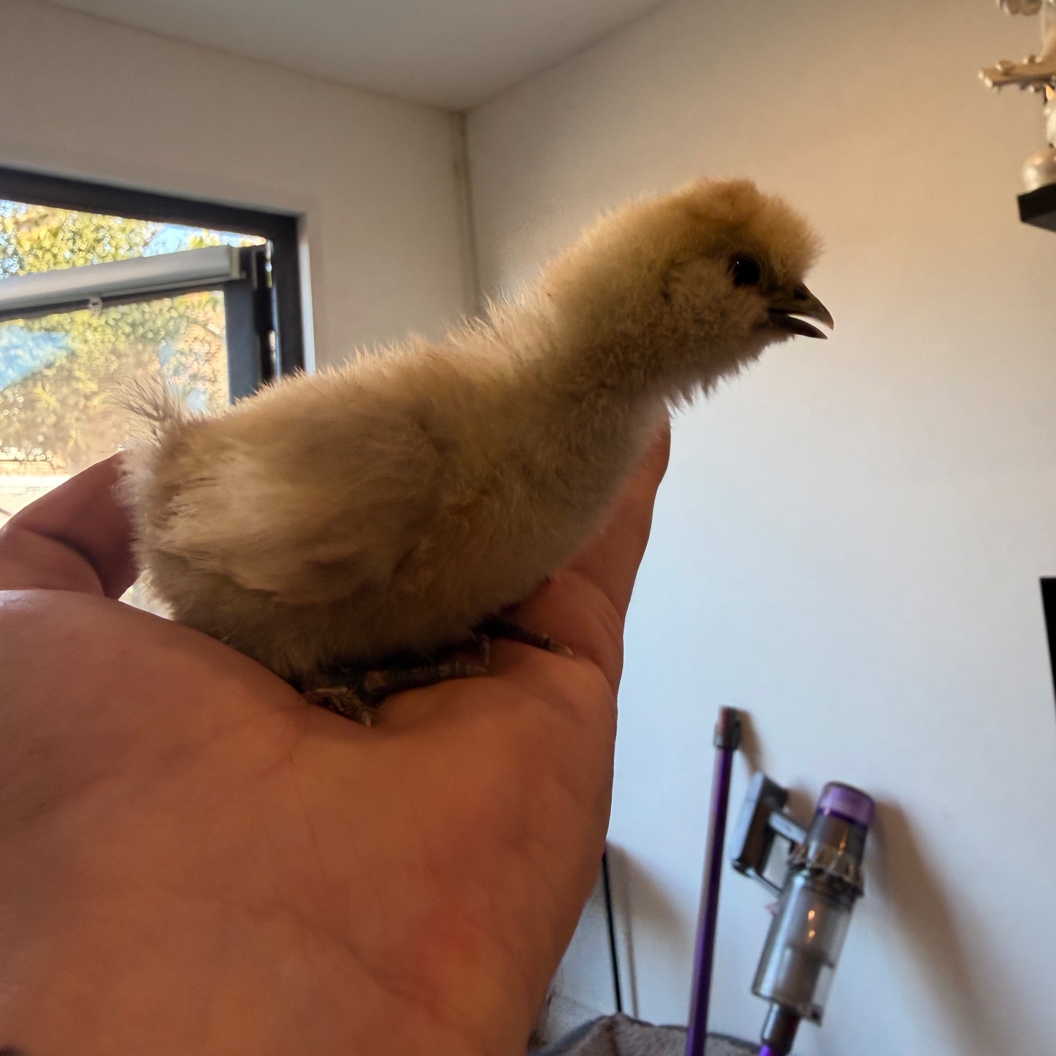 Silkie chicks mixed ages - {CATEGORY}