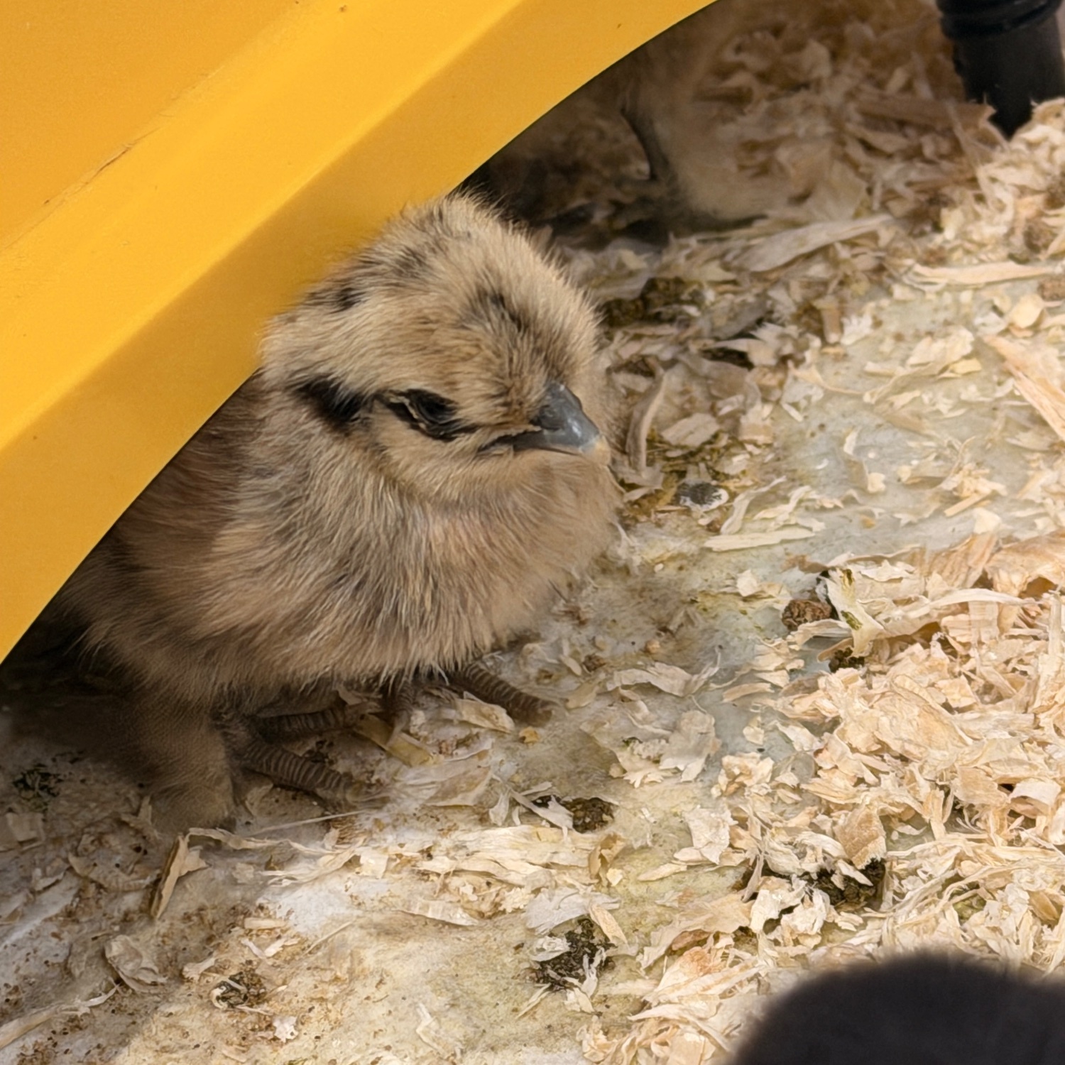Silkie chicks mixed ages 