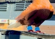 2 top quality energetic health males pigeons