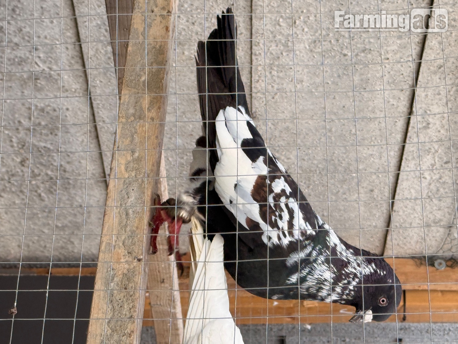  2 top quality energetic health males pigeons