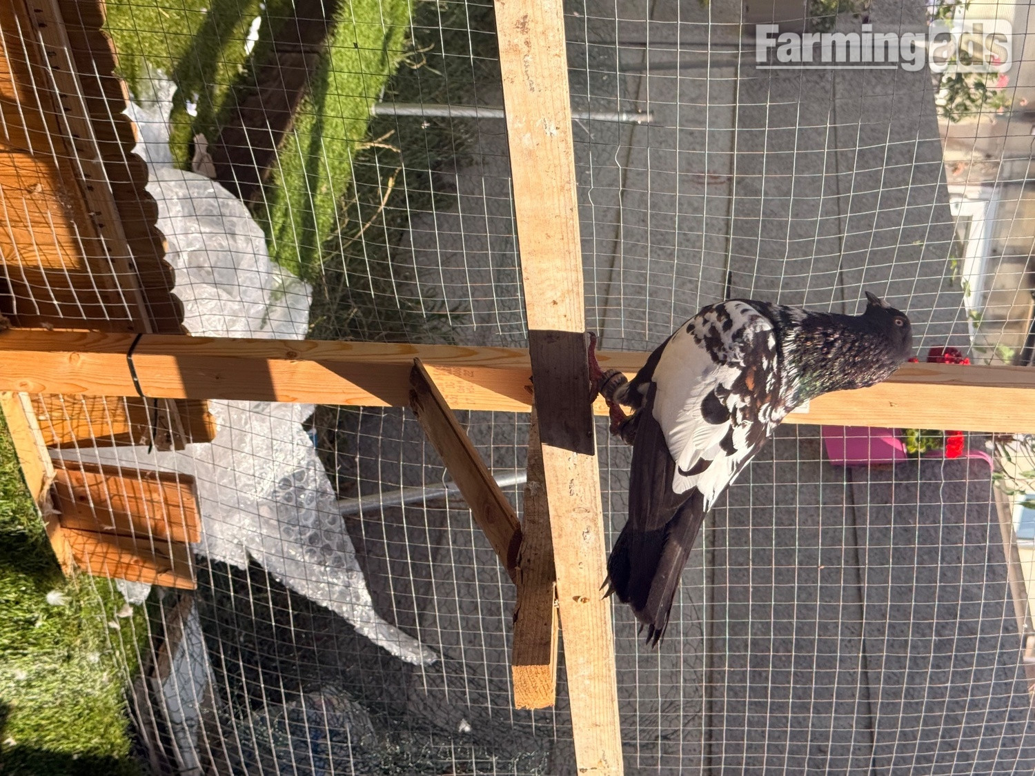 2 top quality energetic health males pigeons - {CATEGORY}