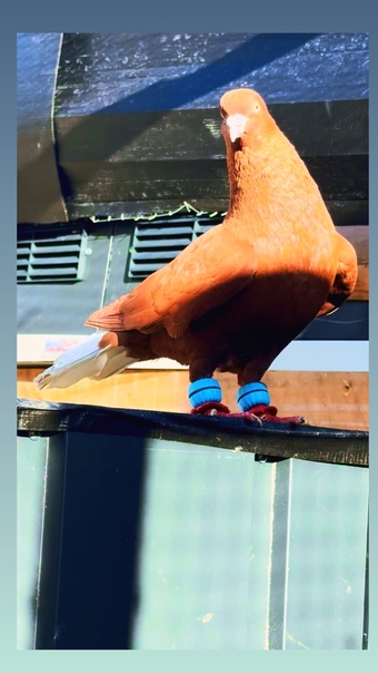 2 top quality energetic health males pigeons