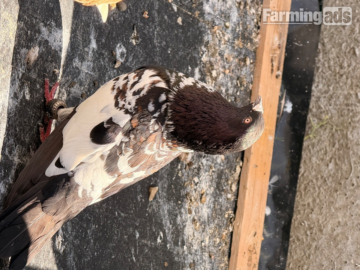 2 top quality energetic health males pigeons - {CATEGORY}