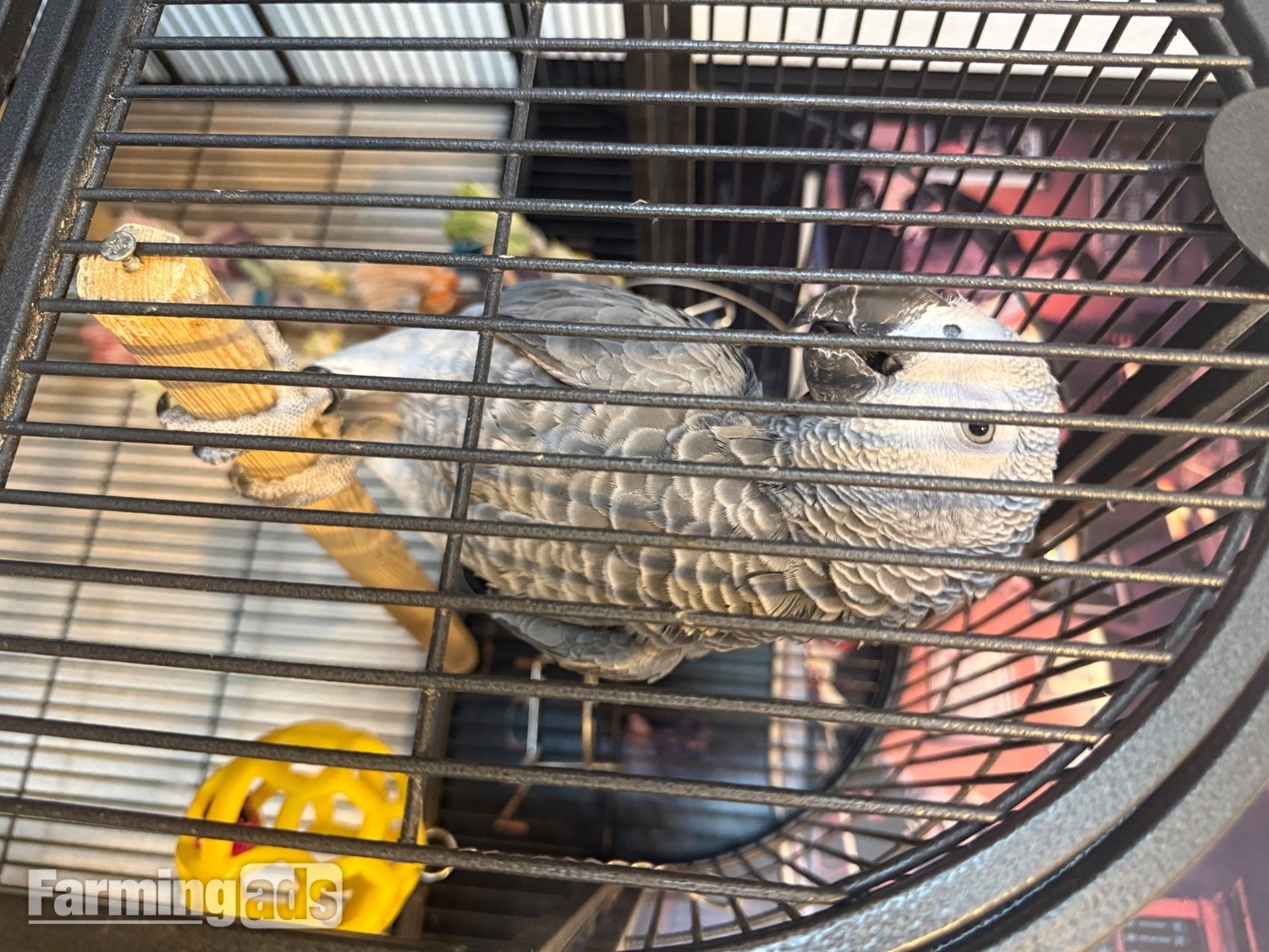 13 months old un  sexed African grey,   talking , beautiful bird