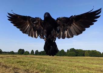 Ravens For Sale