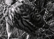 Merlin male/female falcon
