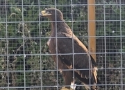 Steppes eagle 13 weeks old 