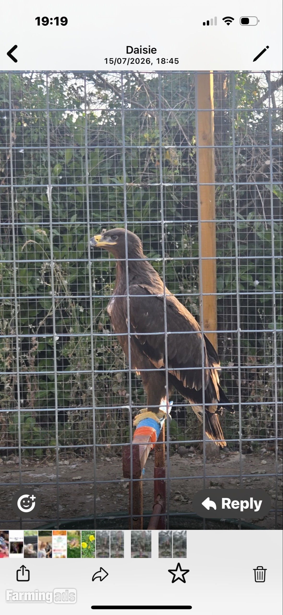 Steppes eagle 13 weeks old 