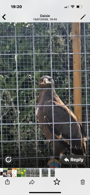 Steppes eagle 13 weeks old 