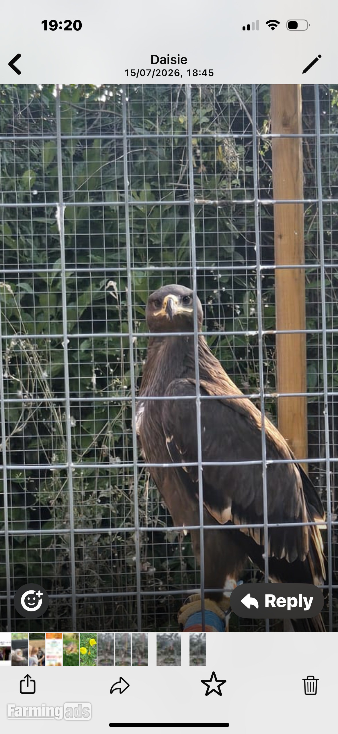 Steppes eagle 13 weeks old  - {CATEGORY}