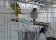 Selection of 2026 Fife Canaries £20 each