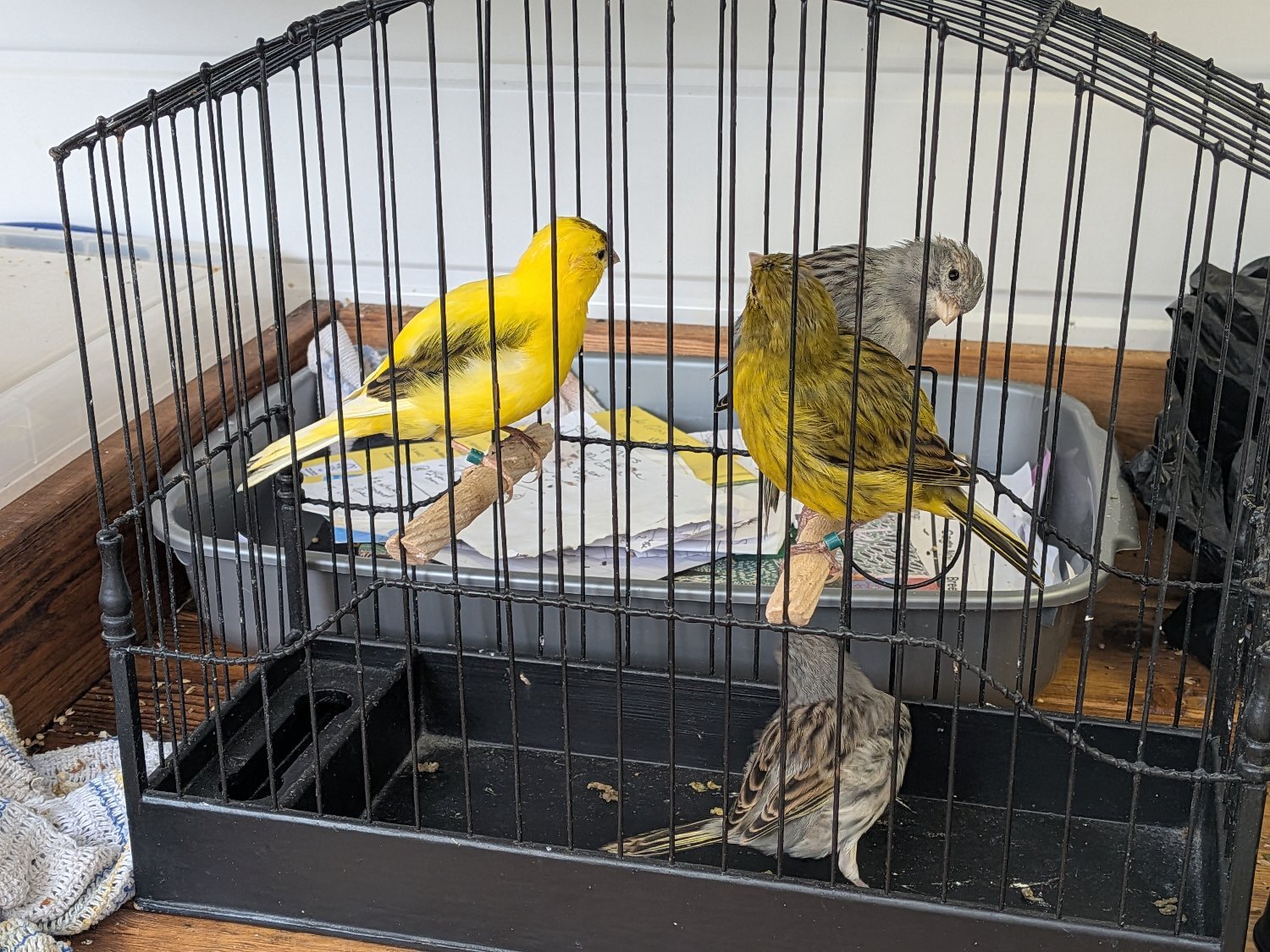 Selection of 2026 Fife Canaries £20 each