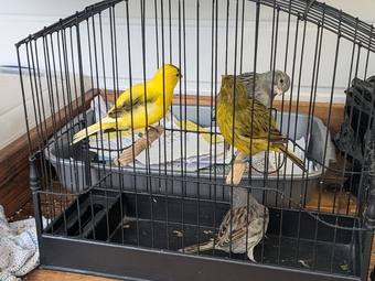 Selection of 2026 Fife Canaries £20 each