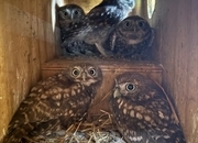 Baby Little Owl 