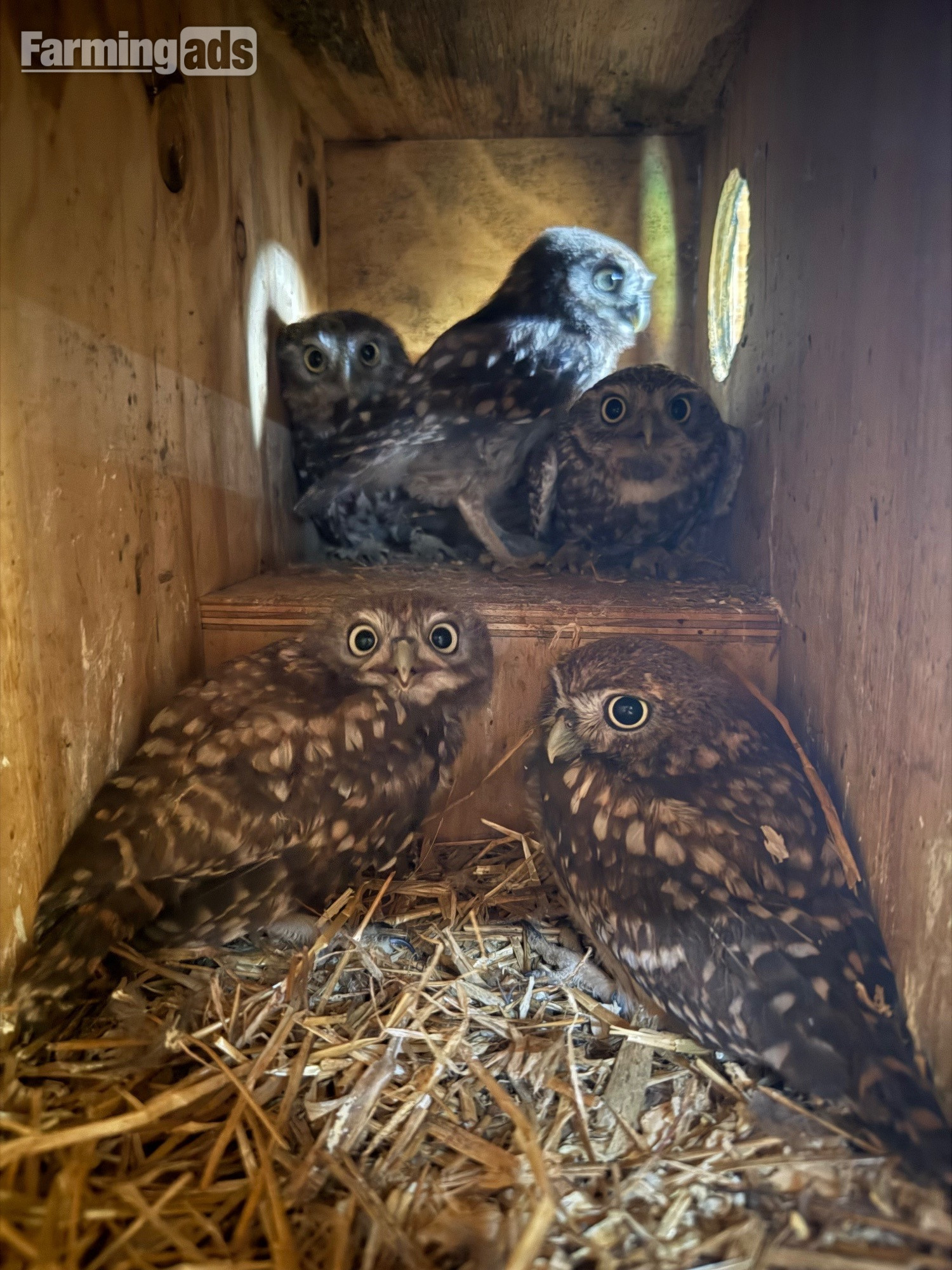 Baby Little Owl 