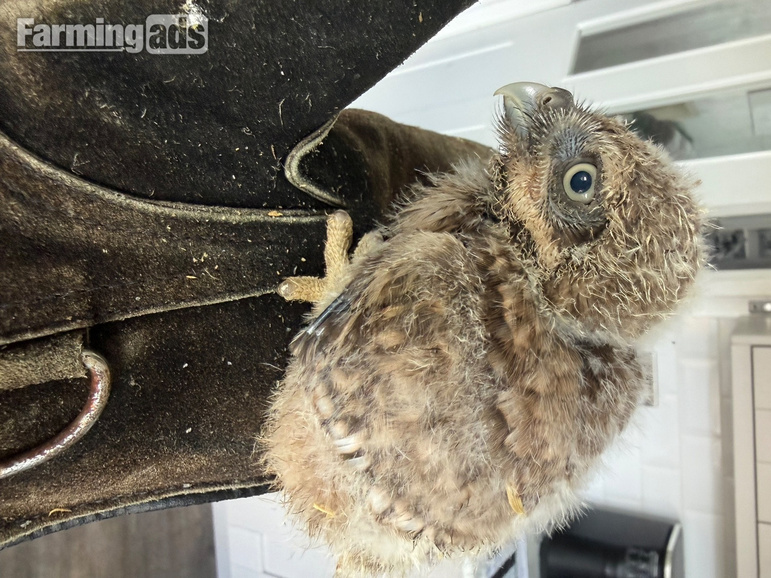  Baby Little Owl 