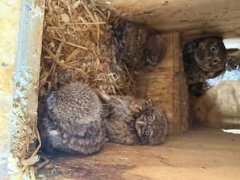 Baby Little Owl 