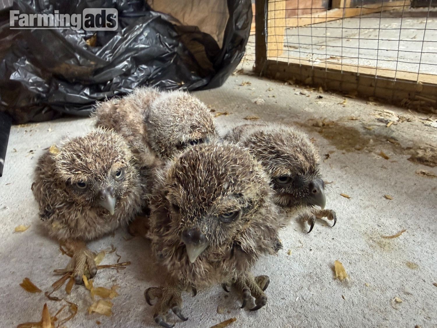 Baby Little Owl  - {CATEGORY}