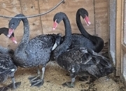 2 Pairs Of Black Swans 