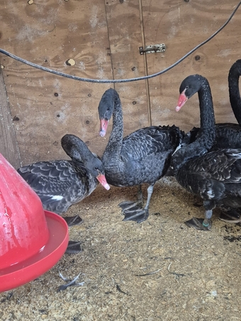 2 Pairs Of Black Swans 