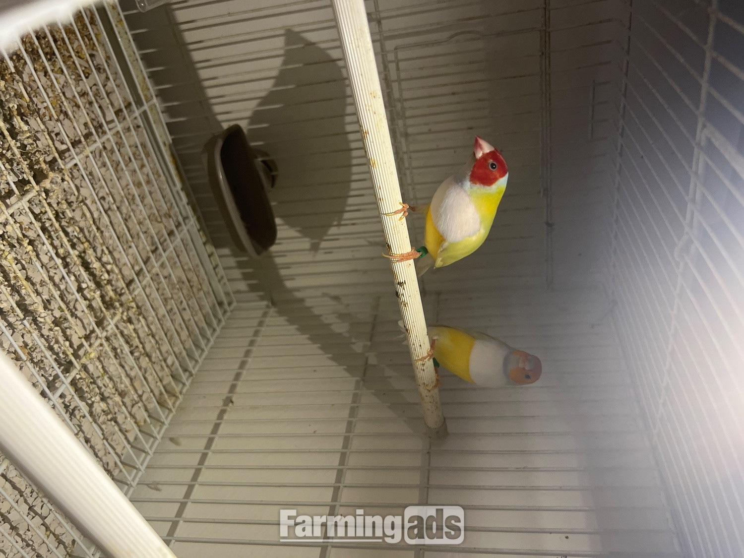 Yellow goldians breading pair 