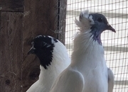 Fancy Pigeons Various Breeds Available