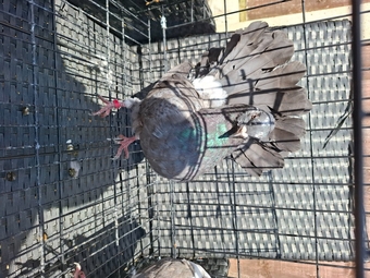 Fancy Pigeons Various Breeds Available