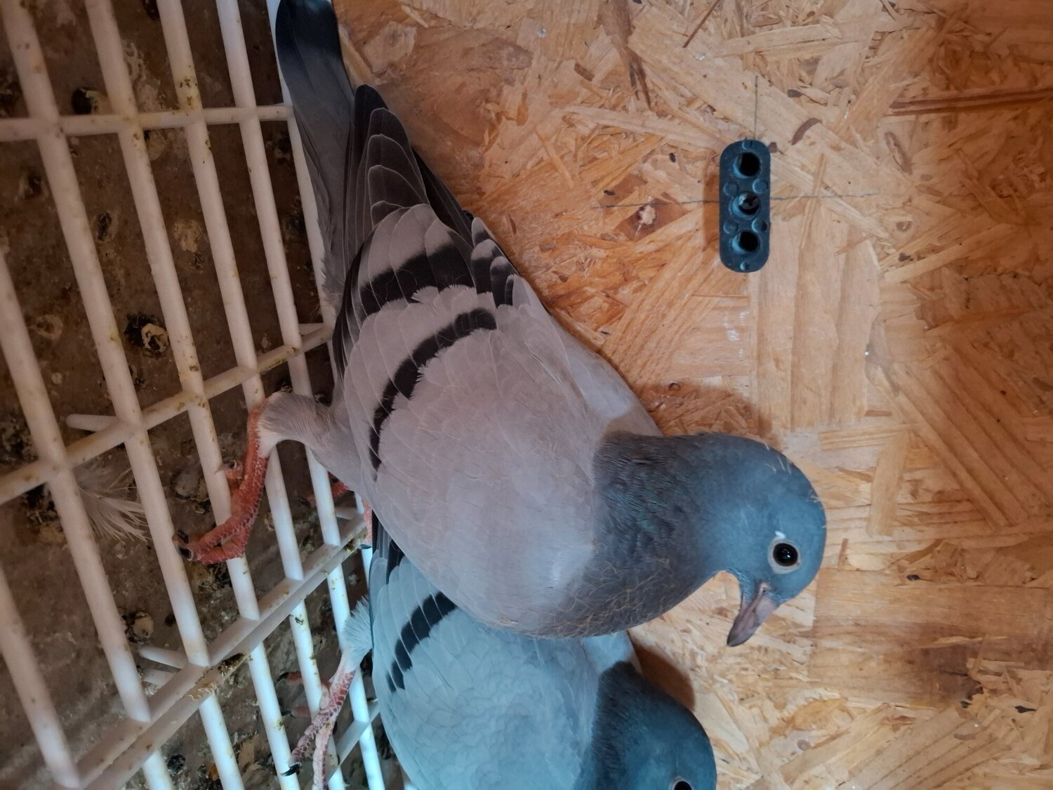 Fancy Pigeons Various Breeds Available