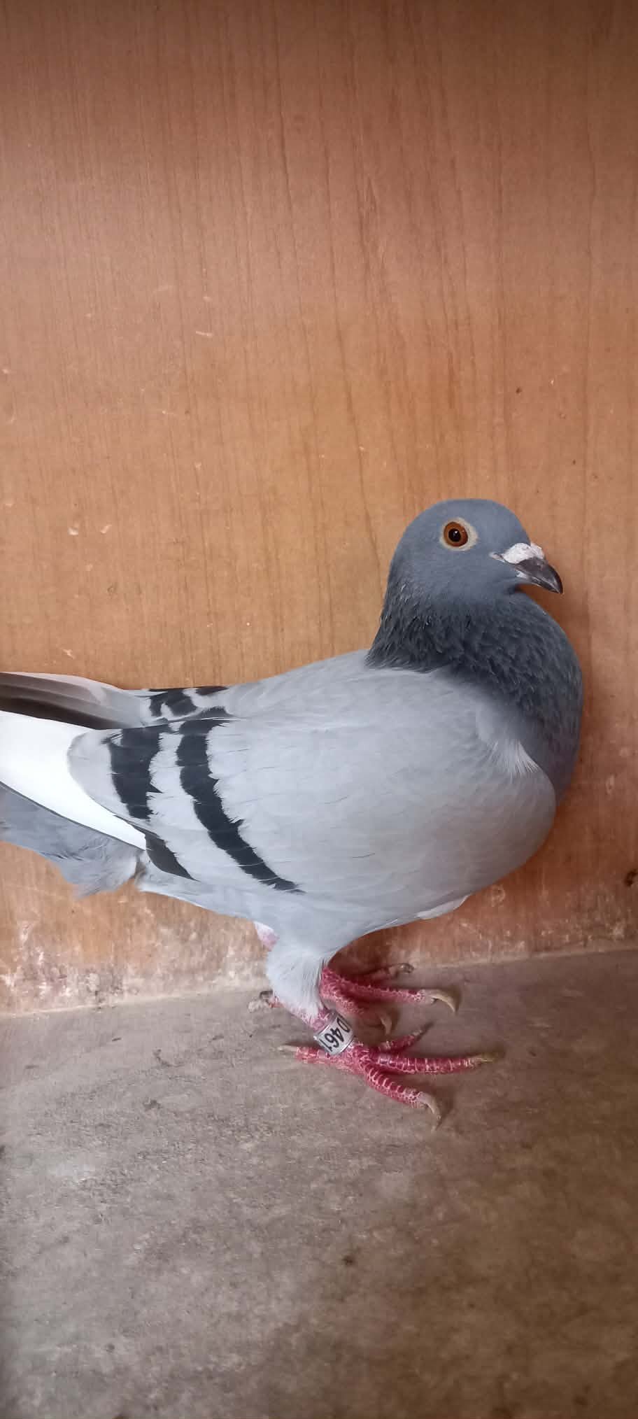  Fancy Pigeons Various Breeds Available