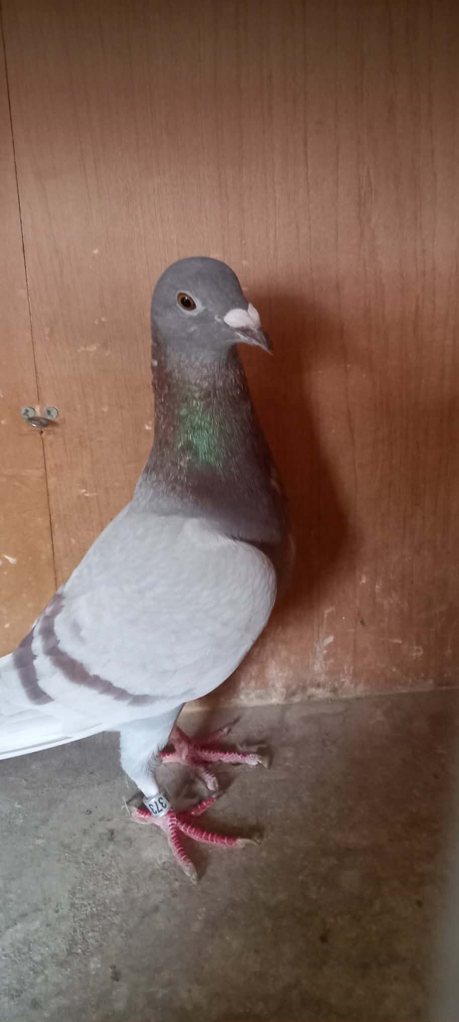 Fancy Pigeons Various Breeds Available - {CATEGORY}