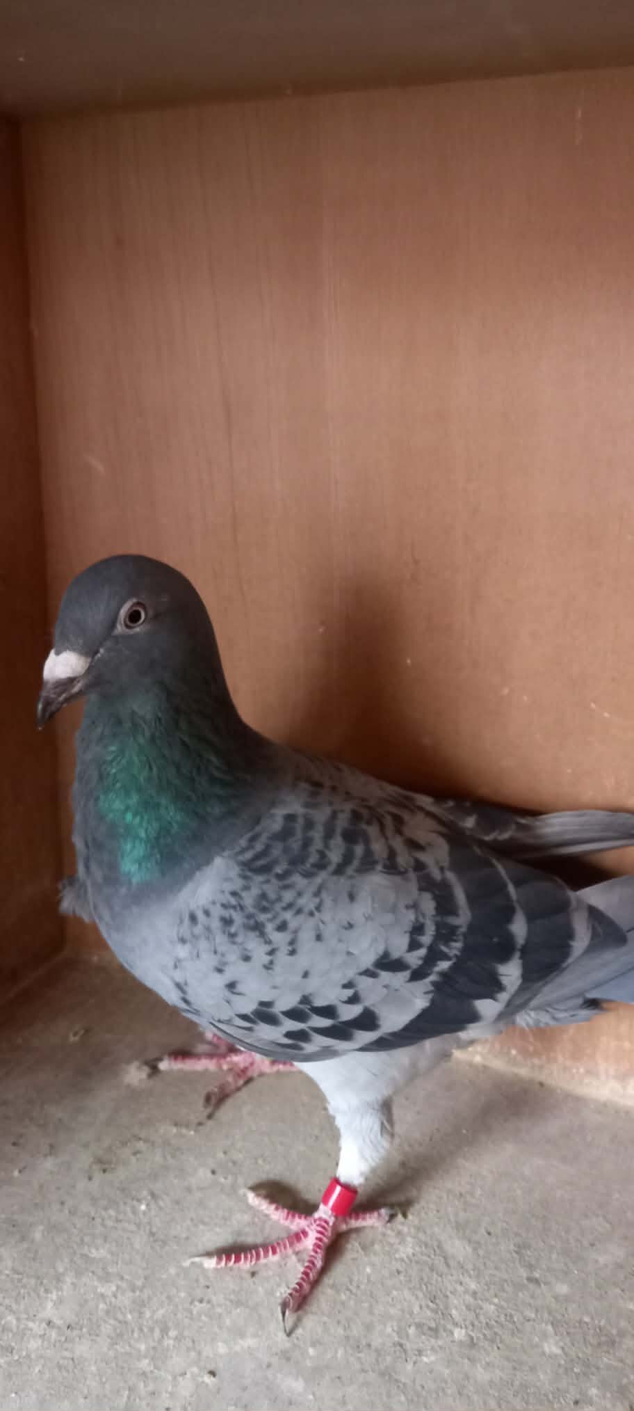 Fancy Pigeons Various Breeds Available - {CATEGORY}