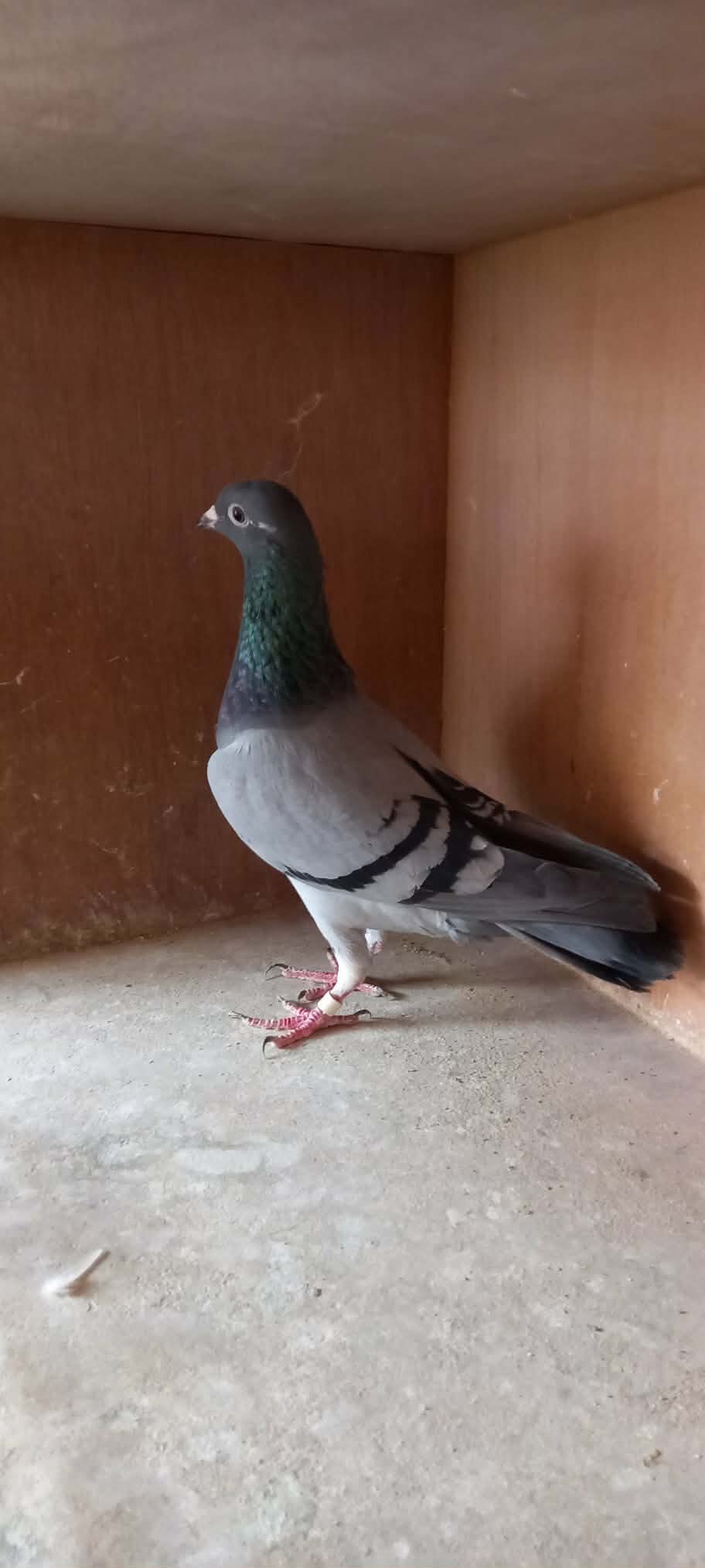 Fancy Pigeons Various Breeds Available 