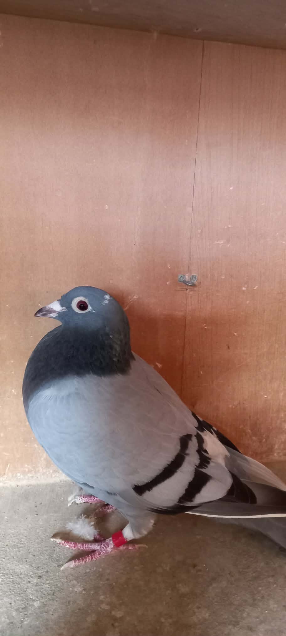 {CATEGORY} - Fancy Pigeons Various Breeds Available