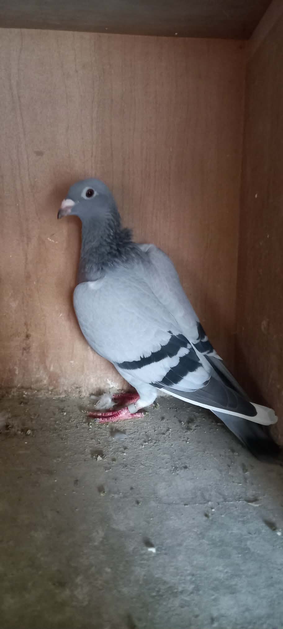 {CATEGORY} - Fancy Pigeons Various Breeds Available