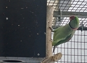 Proven pair Alexandrines