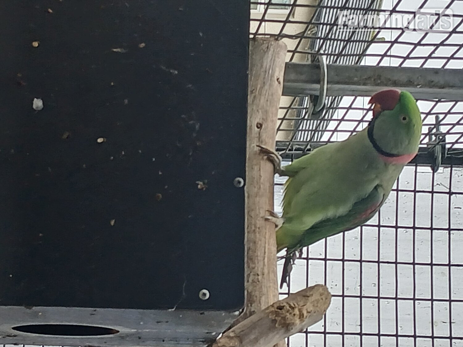 Proven pair Alexandrines