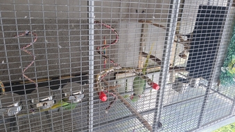 Proven pair Alexandrines