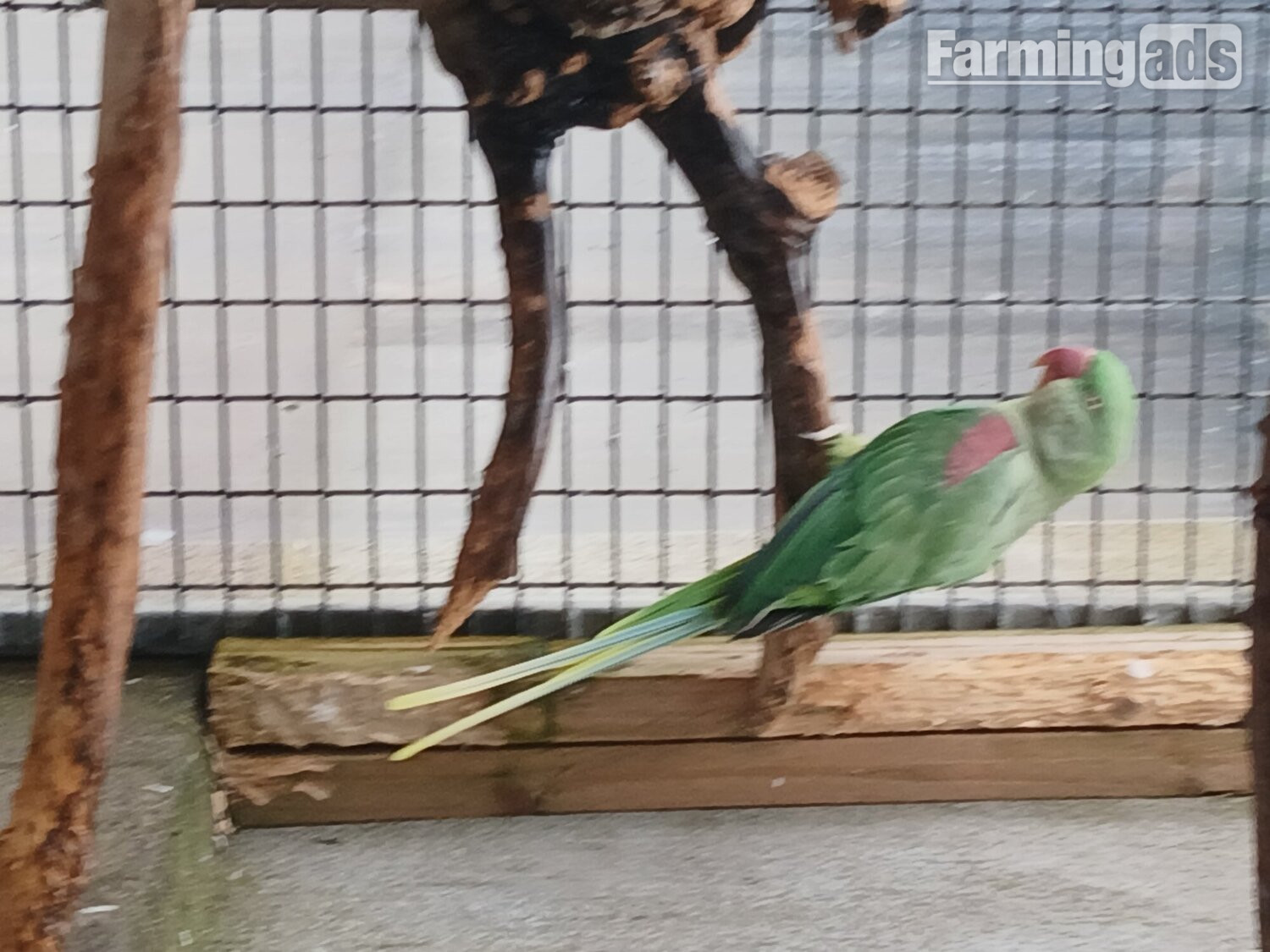 Proven pair Alexandrines