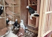 Tumbler Pigeons feathery foot 