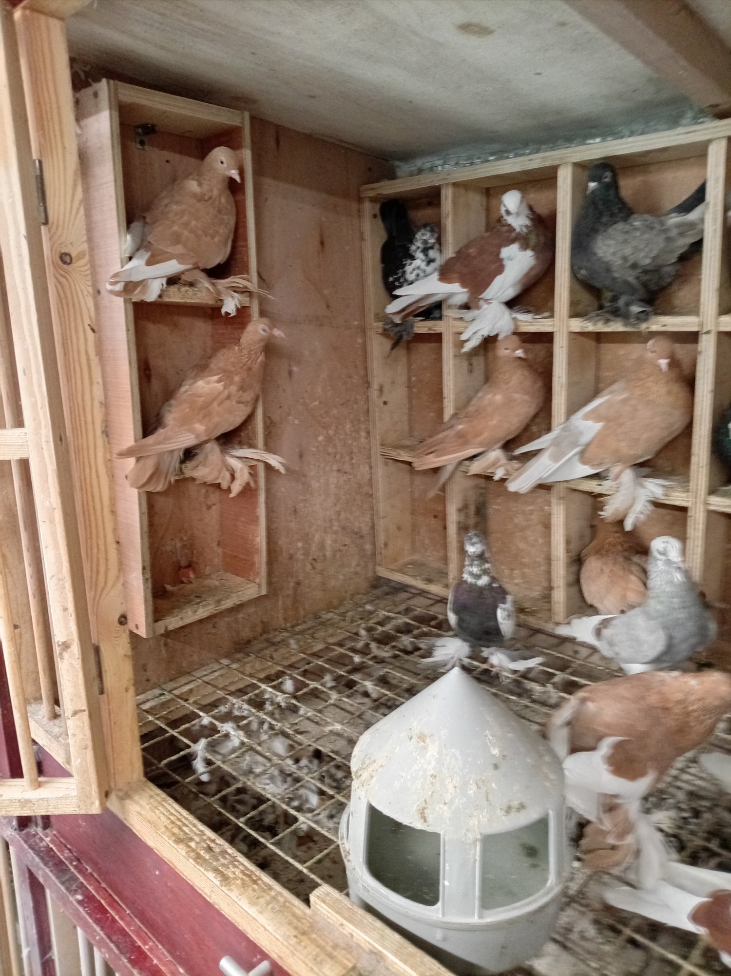 Tumbler Pigeons feathery foot 