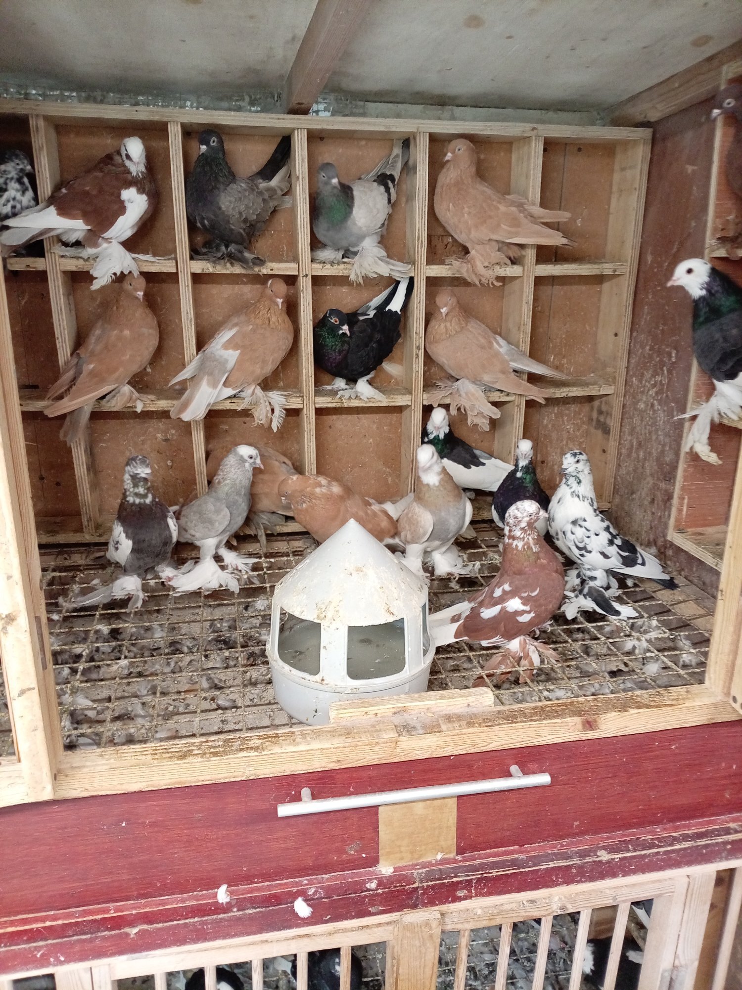  Tumbler Pigeons feathery foot 
