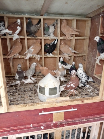 Tumbler Pigeons feathery foot 