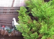 white pigeons for sale logans