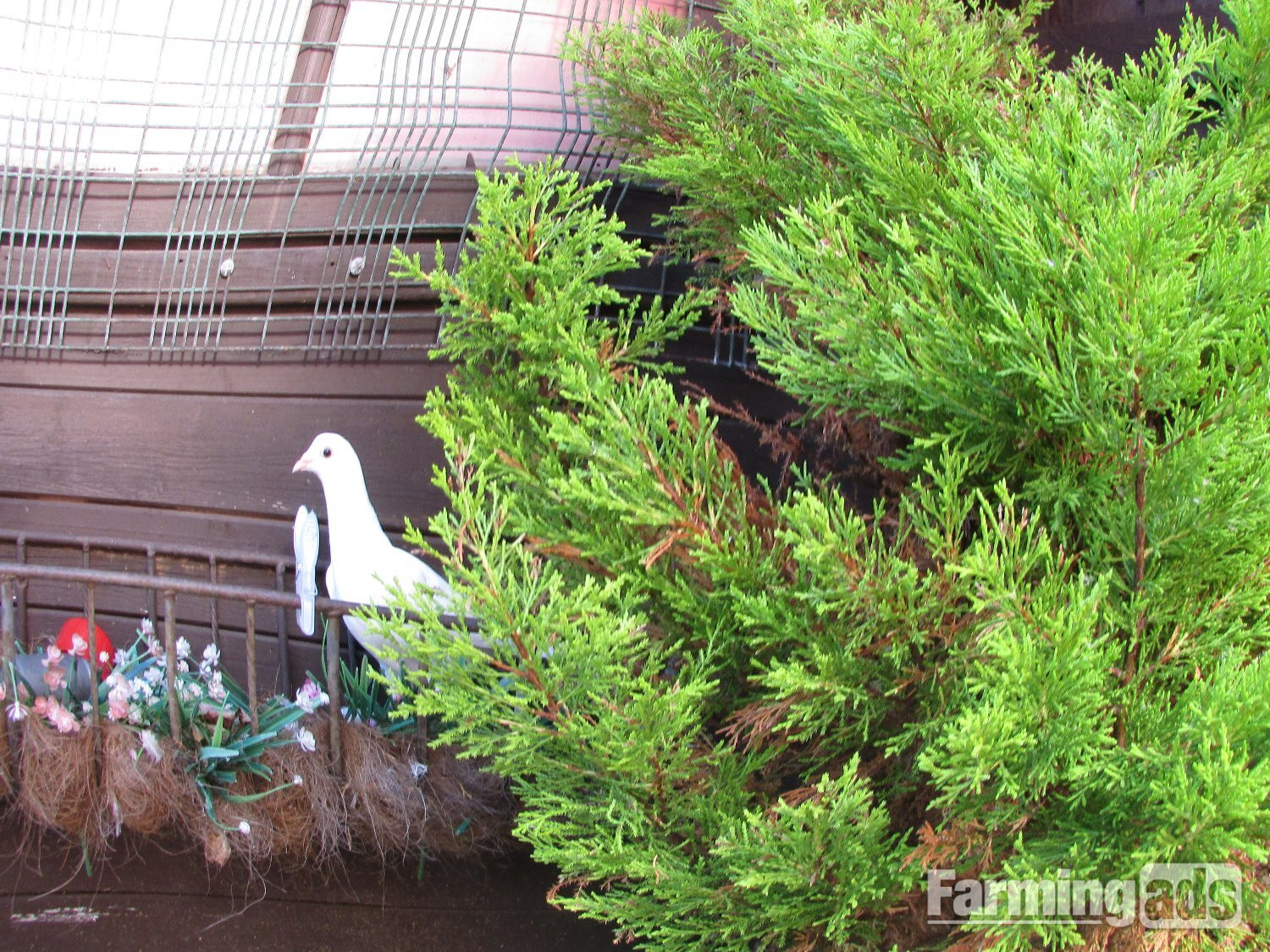 white pigeons for sale logans