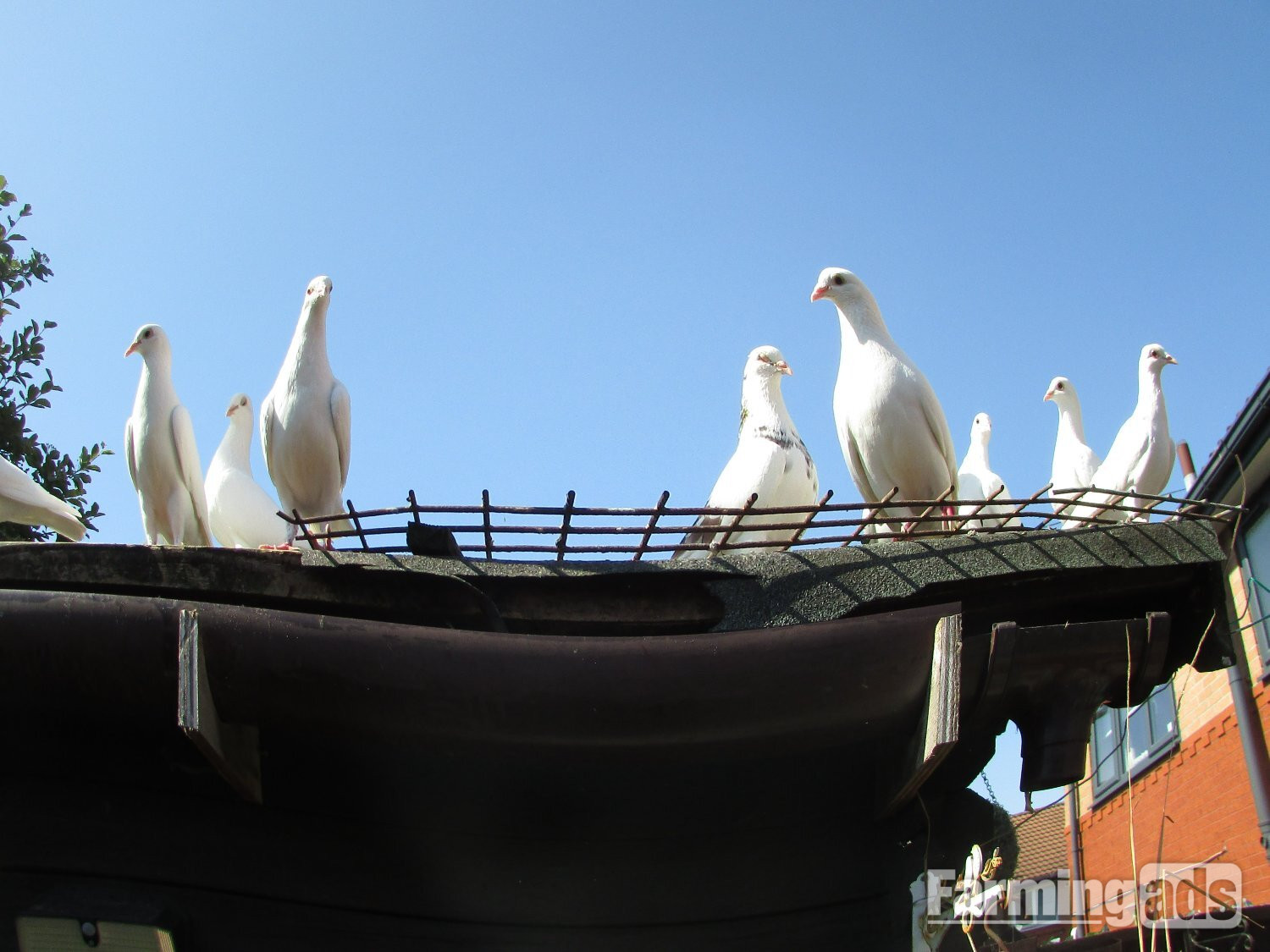 white pigeons for sale logans