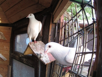 white pigeons for sale logans