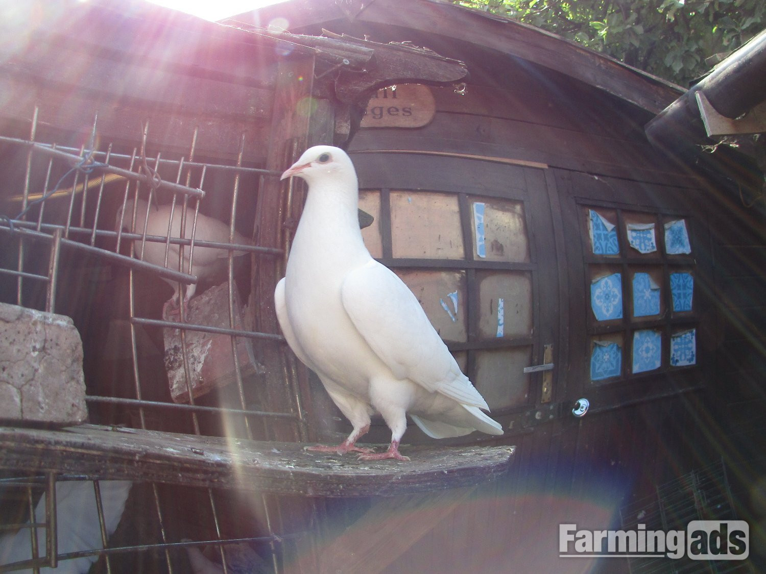  white pigeons for sale logans