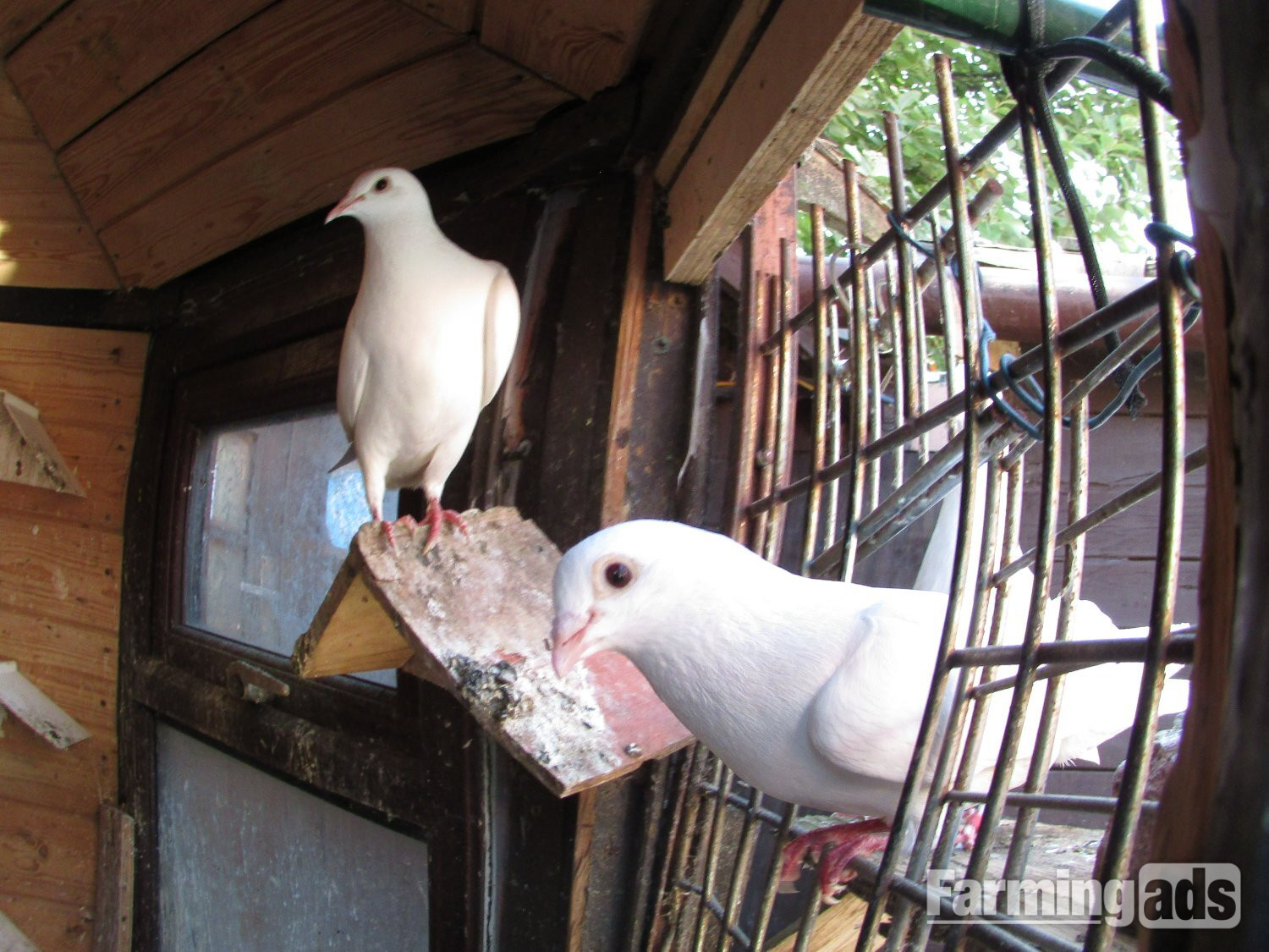 white pigeons for sale logans - {CATEGORY}